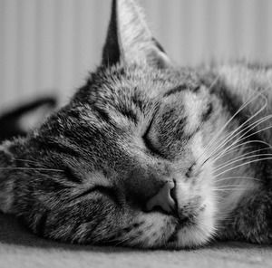 Meet your Posher, Claudia